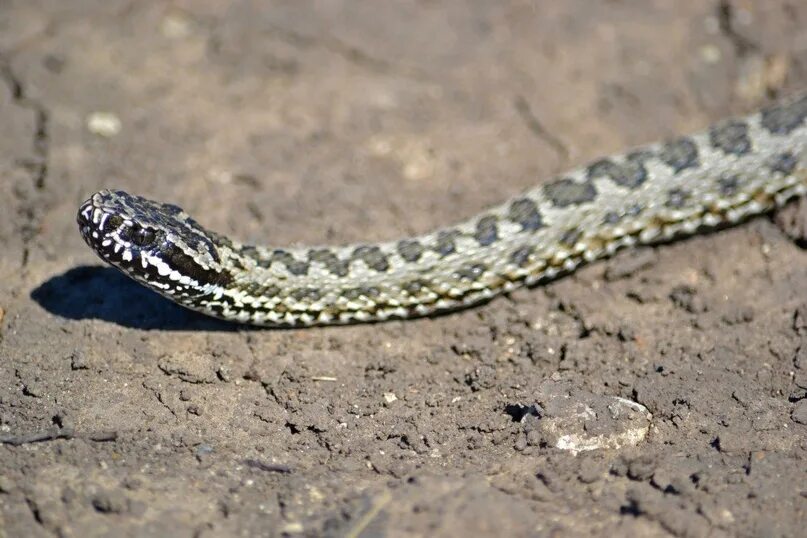 Полоз волгоград фото Some representatives of the fauna of the Saratov region. Please take care of her