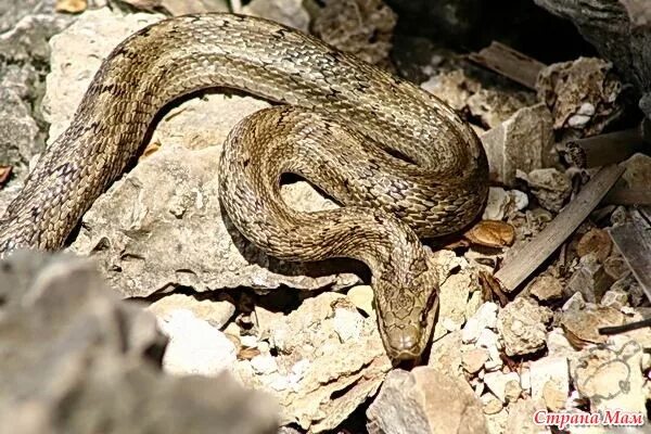 Полоз волгоград фото Змеи!!! - Страна Мам