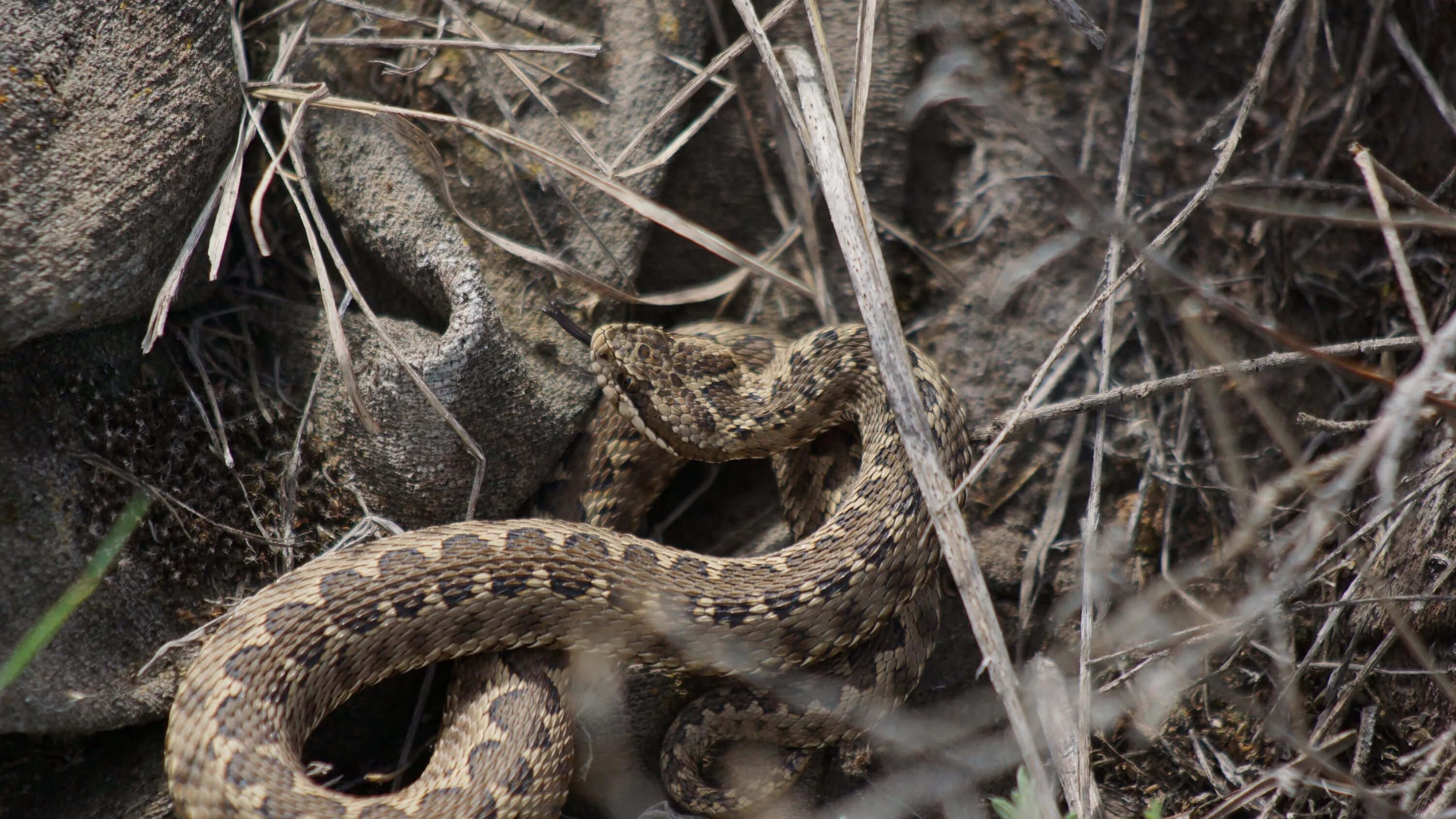 Полоз волгоград фото Файл:Vipera renardi Volgograd.jpg - Википедия