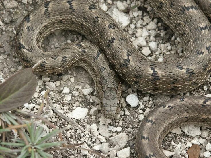 Полоз змея краснодарский край описание фото elaphe dione Reptilia, Snake, Lizard