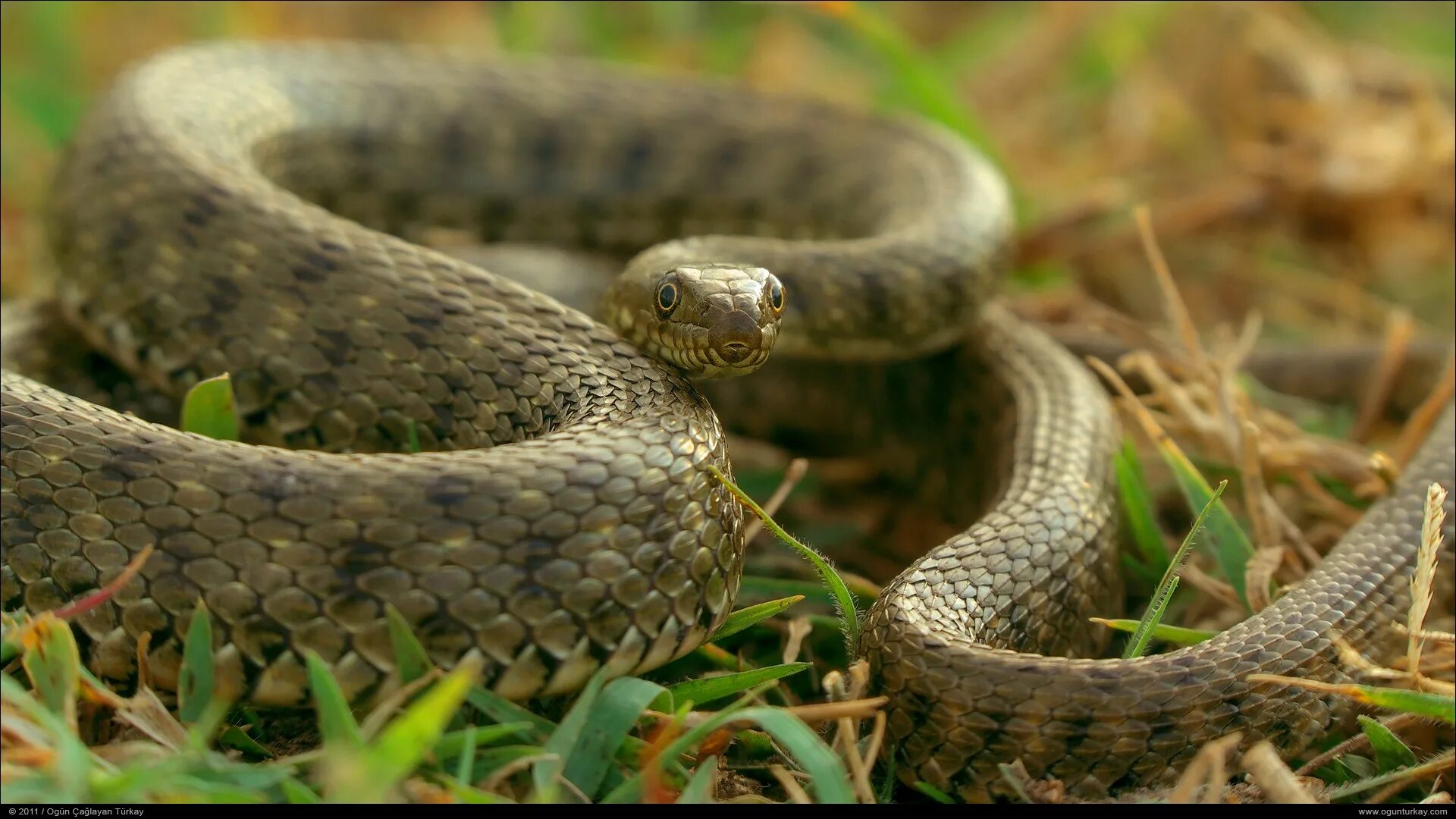 Полоз змея ростовская область фото ⭐ Travel Guide for Island Crete ⛵, Greece ❗ - Dice snake