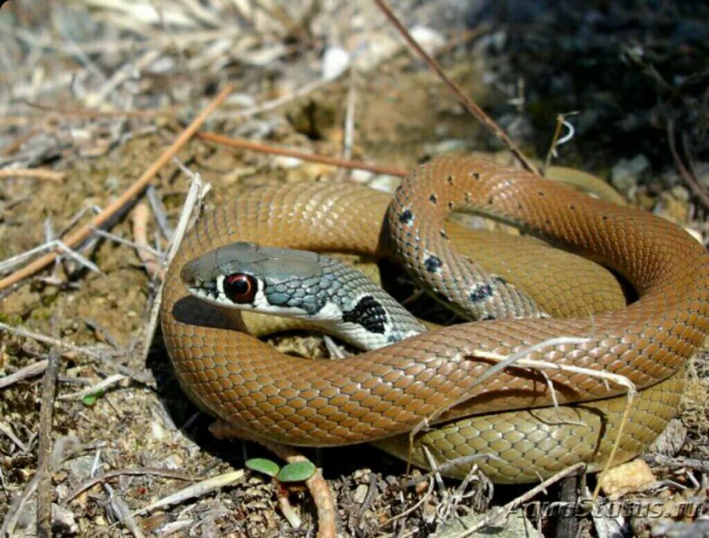 Полоз змея ставропольский край фото Полоз оливковый (Platyceps najadum) (Справочник террариумных животных)