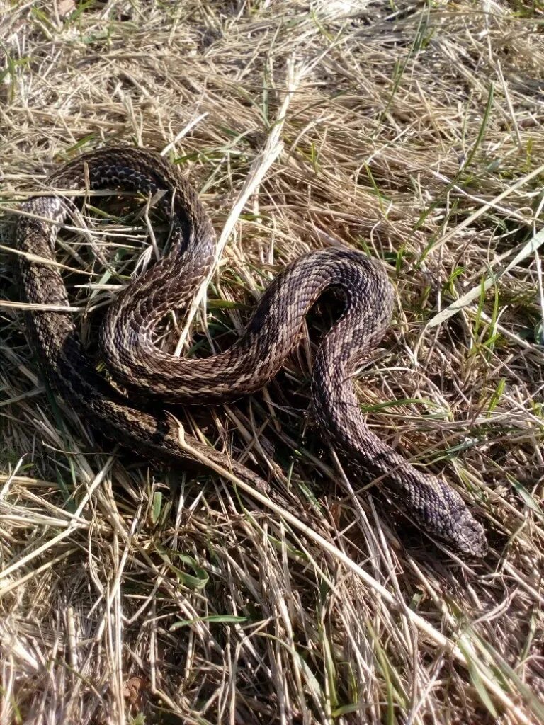 Полоз змея ставропольский край фото Змеи ставрополья