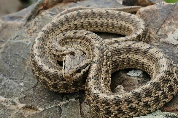 Полоз змея ставропольский край фото В частный дом в Лимассоле заползла полутораметровая змея - Новости Кипра