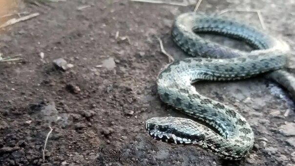 Полоз змея в подмосковье фото Dangerous beauty: in the Samara region, residents captured an unrealistically me