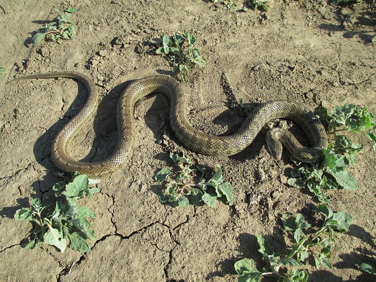 Полоз змея волгоградская область фото и описание Файл:Elaphe dione on soil.JPG - Википедия