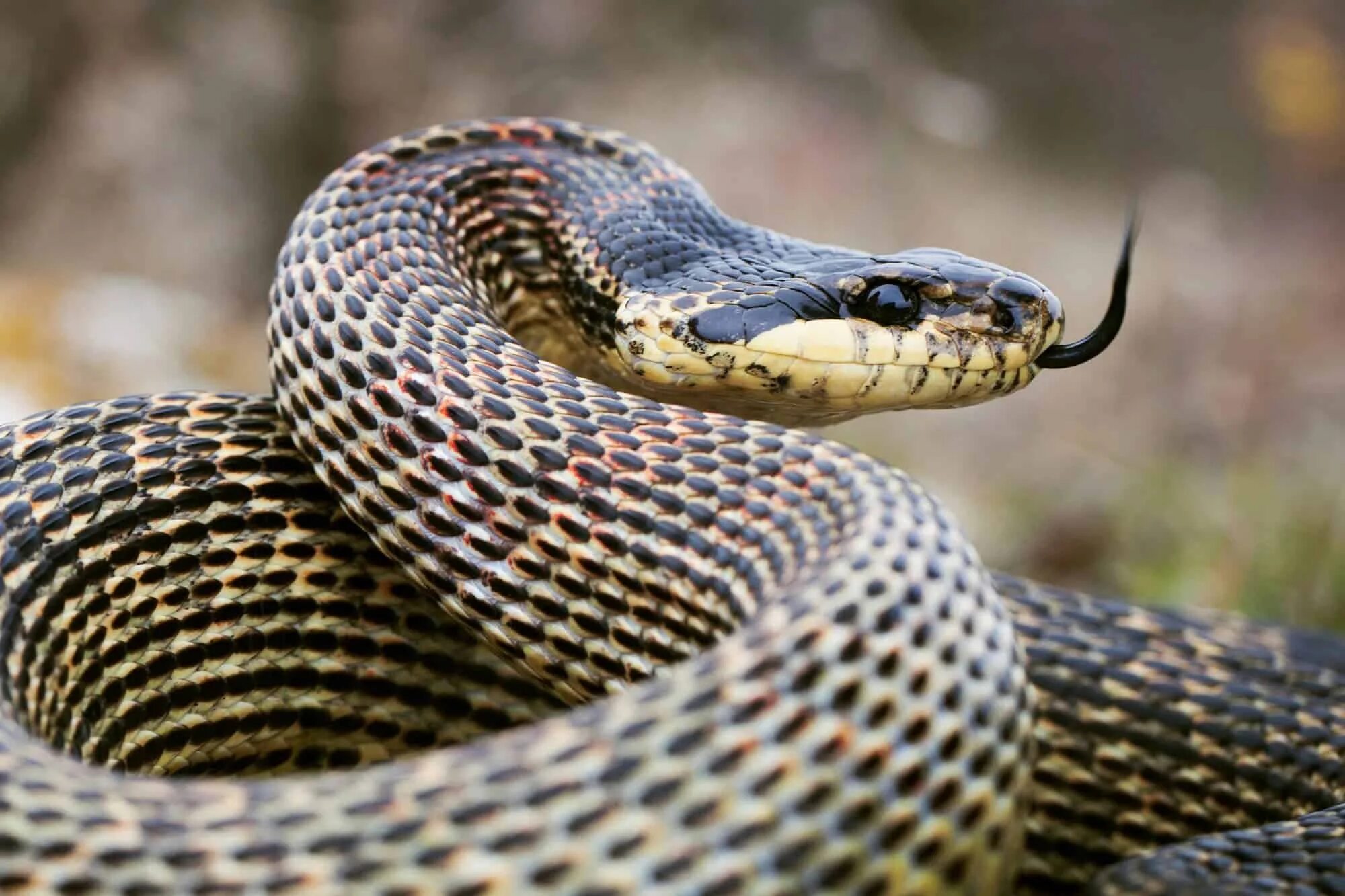 Полоз змея ядовитая или нет фото Snakes and other beasts: A "How-to" chat with wildlife photographer Marius Iancu