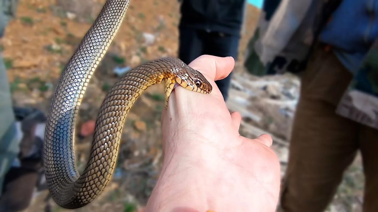 Полоз змея ядовитая или нет фото Укус самой агрессивной змеи Европы (Aggressive snake bites) - YouTube