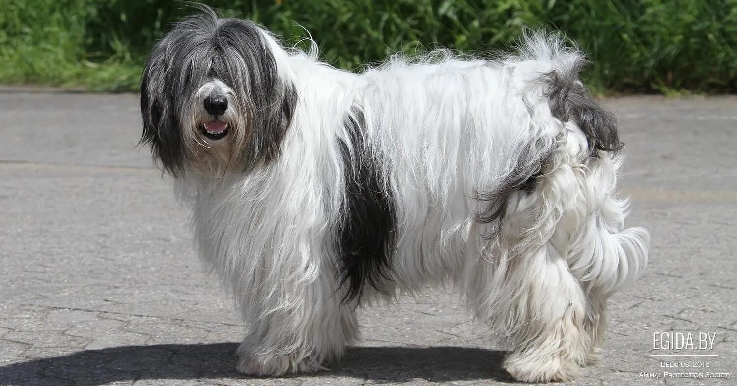 Польская низинная овчарка фото Польская низинная овчарка (Polish Lowland Sheepdog) (Породы собак) пастушья поро