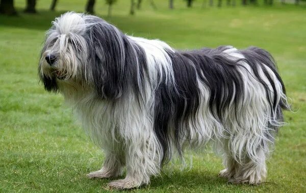 Польская низинная овчарка фото Most Common Shaggy Dog Breeds - Petsmont