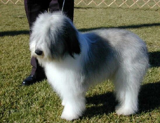 Польская низинная овчарка фото Pakistan Polish Lowland Sheepdog Breeders, Grooming, Dog, Puppies, Reviews, Arti