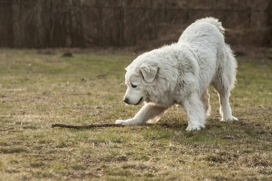 Польская овчарка фото Wyzwanie na luty: zdjęcie Muzy #15 Animaux