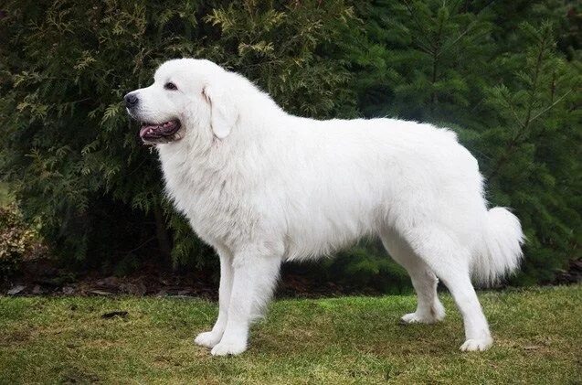 Польская овчарка фото 10 Things You Didn't Know About the Polish Tatra Sheepdog Livestock guardian dog