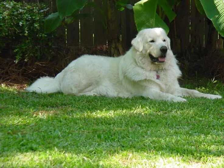 Польская овчарка фото Polish tatra sheepdog Hondenrassen, Honden, Berghonden