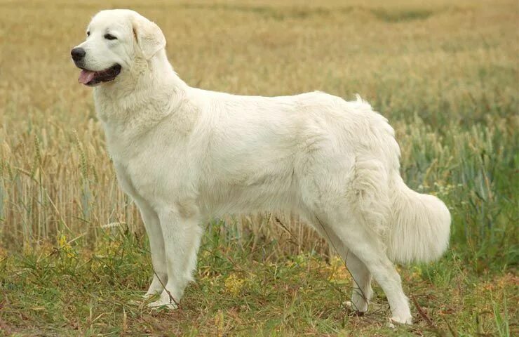 Польская овчарка фото взрослой собаки Polish Tatra Sheepdog. in 2024 Choosing a dog, Dog photos, Dogs