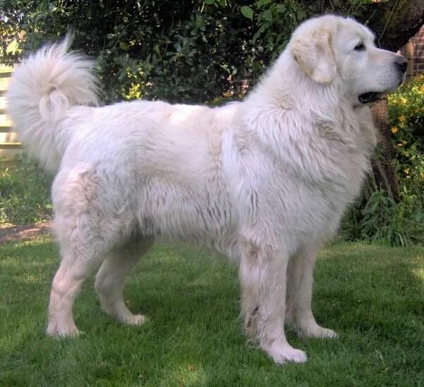 Польская овчарка фото взрослой собаки Tátrai juhászkutya: nagy felülvizsgálata a fajta (+ fotók) White dog breeds, Dog