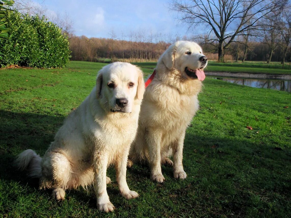 Польская овчарка фото взрослой собаки Tatras from the Owczarek Podhalanskis-kennel breed Best farm dogs, Farm dogs, Sh