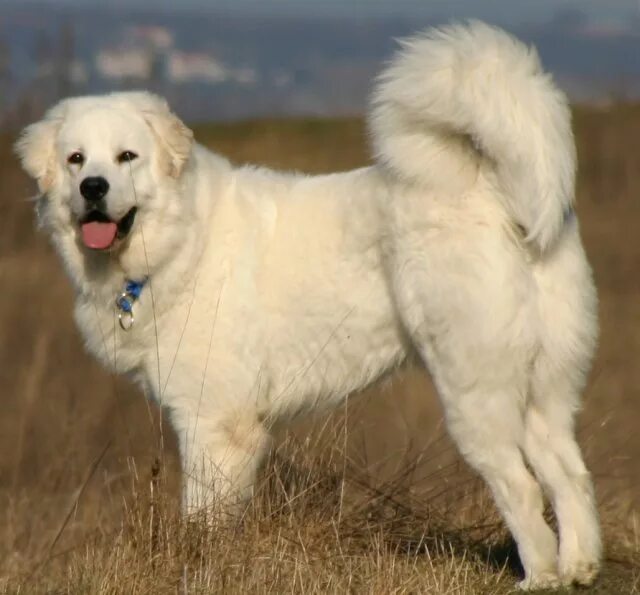 Польская подгалянская овчарка фото Tatra Shepherd Dog - Wikipedia