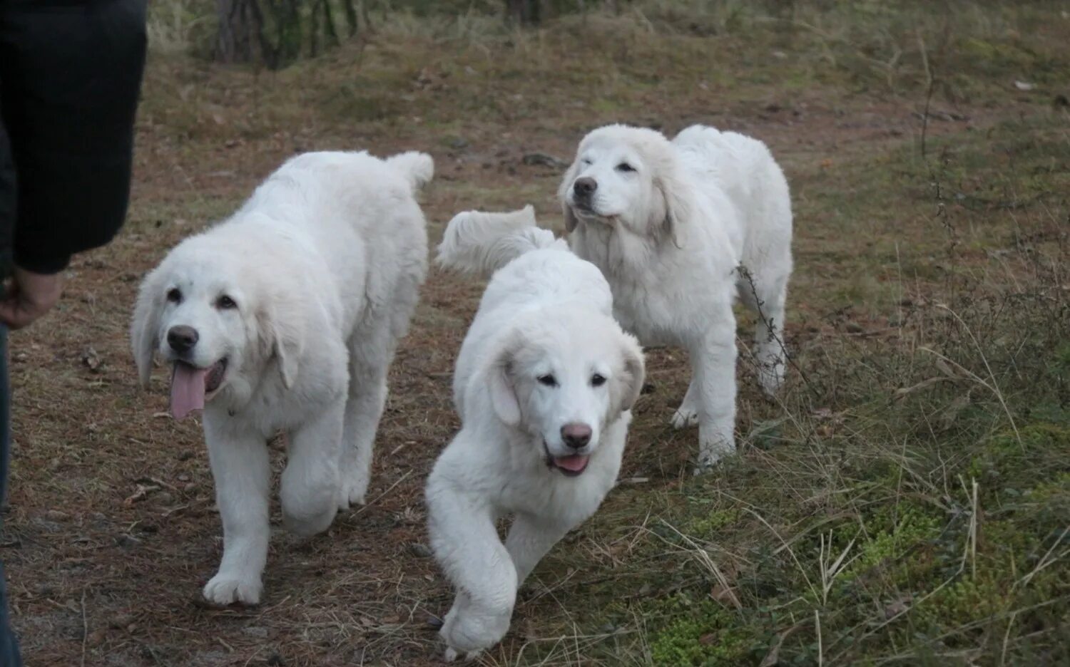 Польская подгалянская овчарка фото Pyrenean Shepherd vs Polish Tatra Sheepdog - Breed Comparison