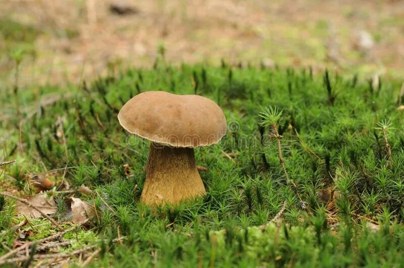 Польский белый фото Tylopilus Felleus Mushroom, Ardennes Stock Photo - Image of close, detail: 21569