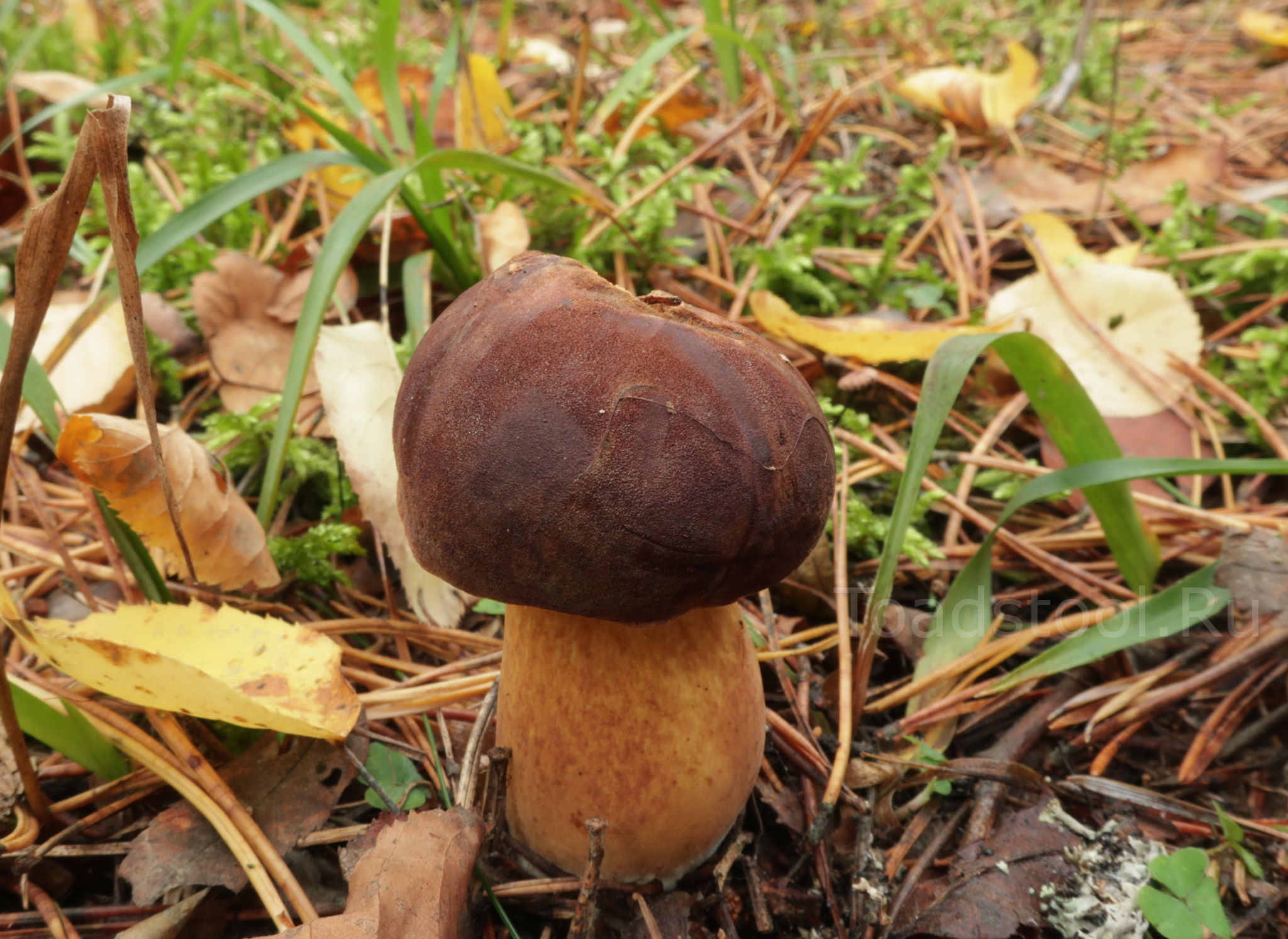 Польский белый фото описание Imleria badia (Xerocomus badius), Польский гриб