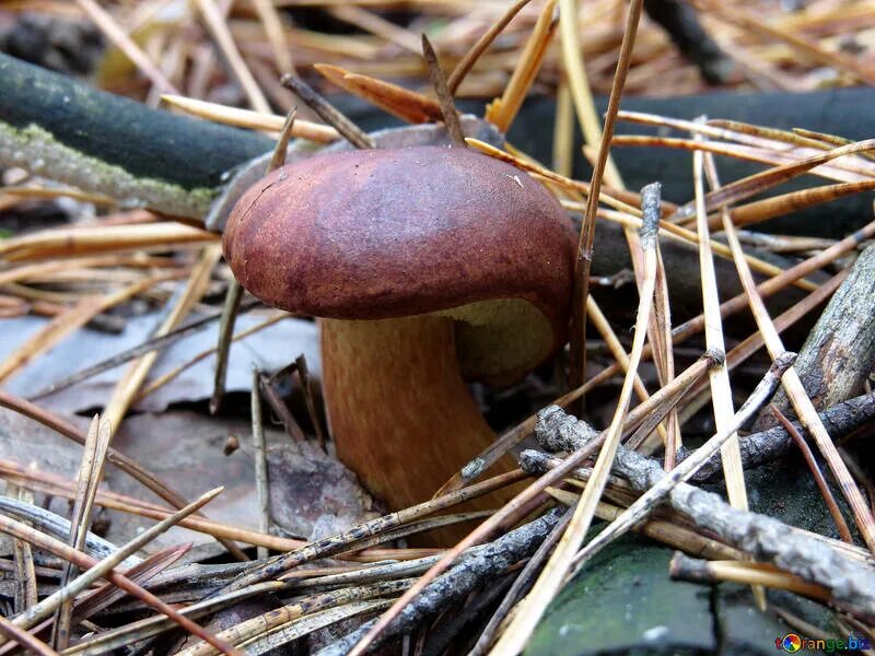 Польский белый фото описание Polish mushroom growing in the needles free image - № 23213