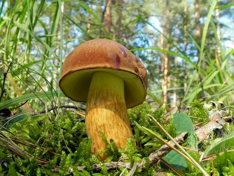 Польский белый гриб фото Гриб Польский Boletus badius - купить мицелий грибов в интернет-магазине