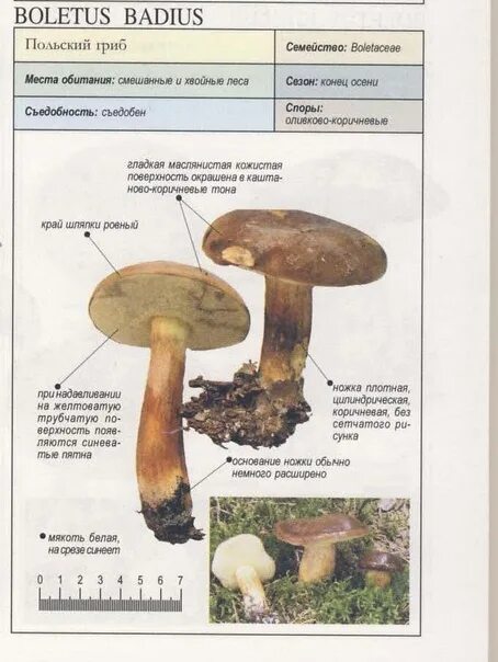 Польский белый гриб фото и описание Справочник Пелле Янсена "Все о грибах" - Фотография 56 из 69 ВКонтакте