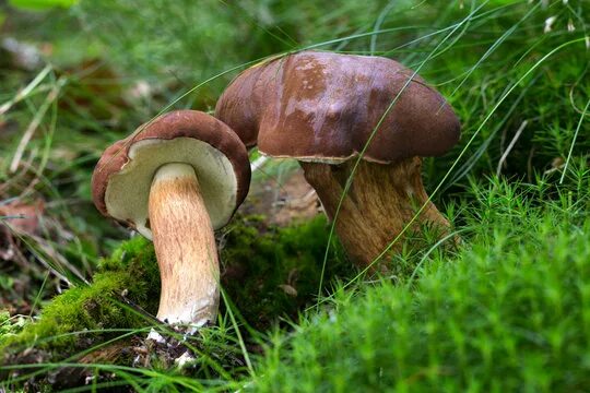 Польский гриб фото "Boletus Badius" Изображения: просматривайте стоковые фотографии, векторные изоб