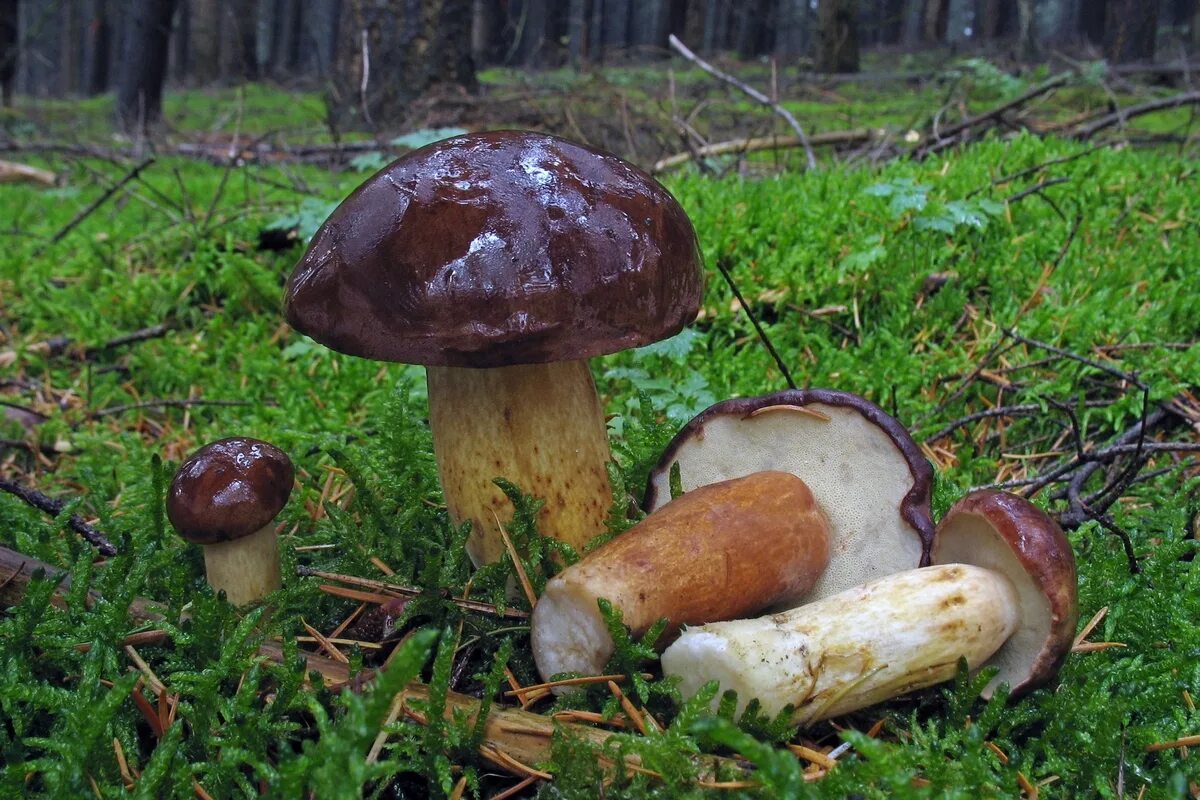 Польский гриб фото Boletus badius. Фото на сайте "Грибы: информация и фотографии"