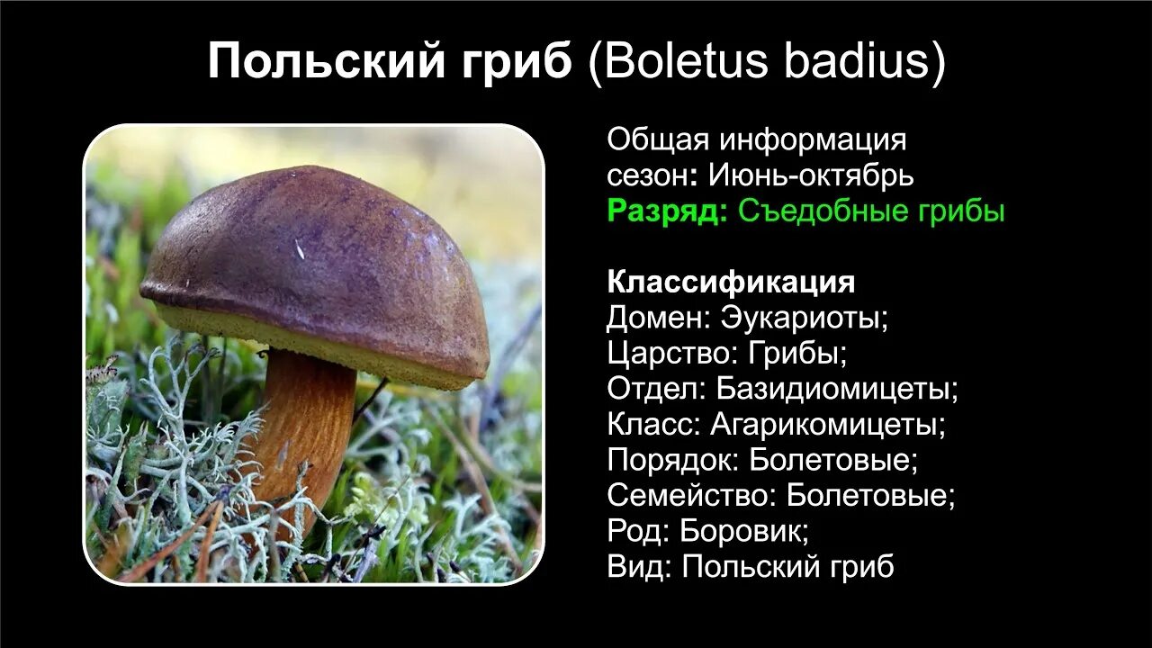 Польский гриб фото и описание Польский гриб (Boletus badius) - YouTube