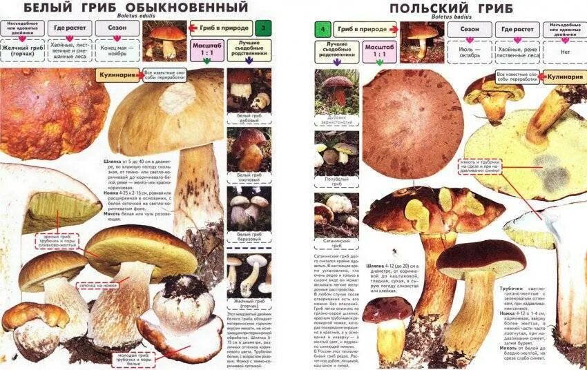 Польский гриб фото и описание Как отличить ложный польский гриб по фото и описанию