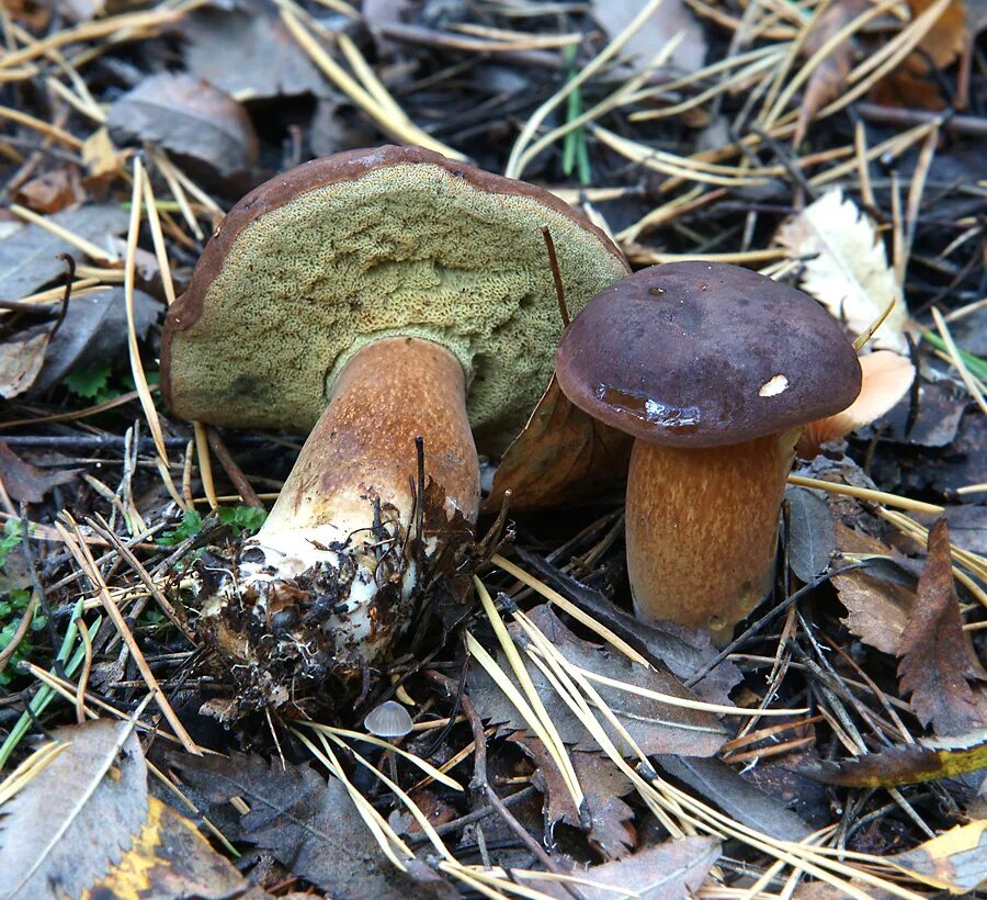 Польский гриб фото и описание Boletus badius