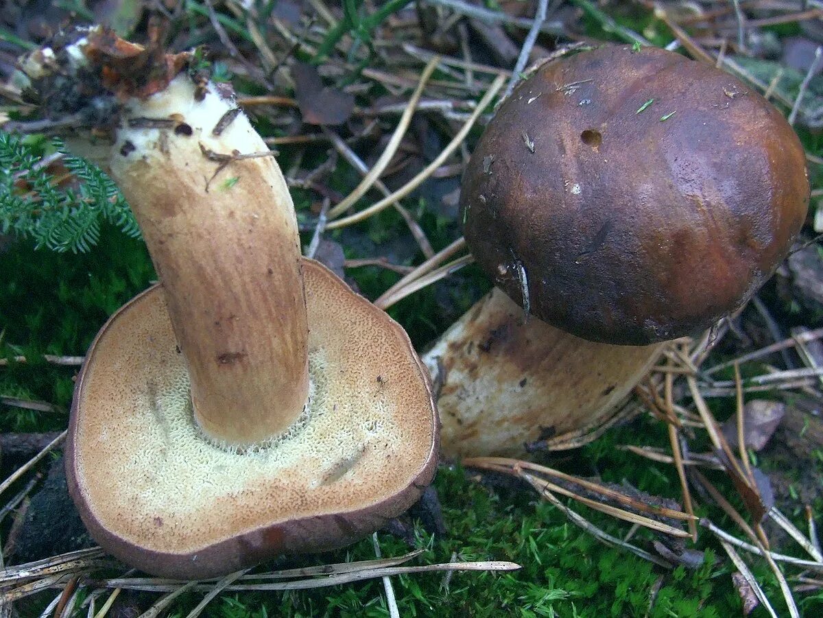 Польский гриб фото и описание и похожие Plik:Boletus badius G1.jpg - Wikipedia, wolna encyklopedia