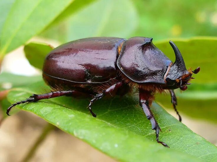 Польский жук фото European rhinoceros beetle (Oryctes nasicornis) Insect orders, Insects, Beetle