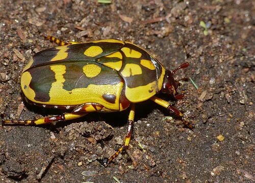 Польский жук фото Pachnoda trimaculata - Wikipedia, la enciclopedia libre