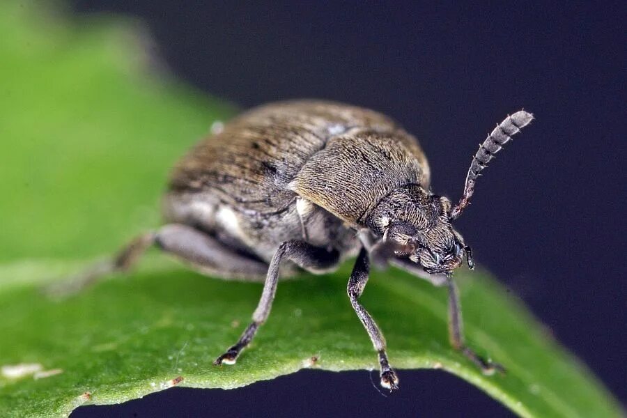 Польский жук фото Bruchidius villosus / Ginster-Samenkäfer / Samenkäfer - Bruchidae