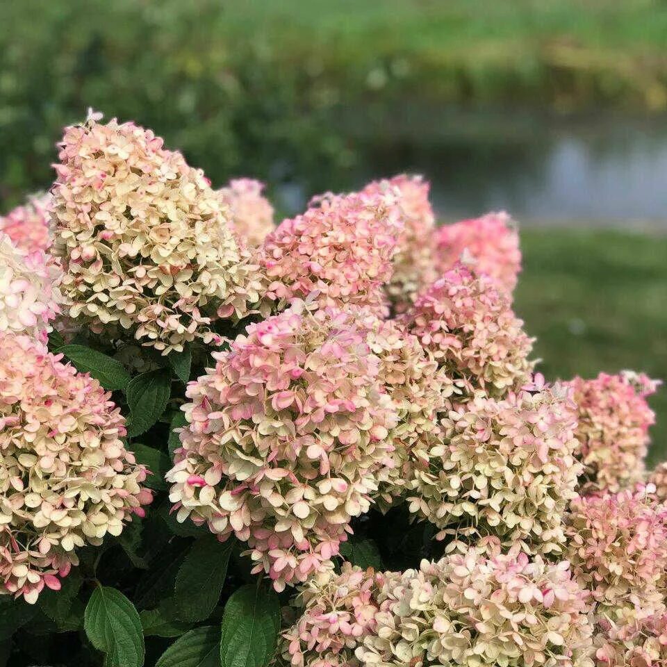 Полстар гортензия метельчатая фото Гортензия метельчатая Пинкачу (Hydrangea paniculata Pinkachu) купить саженцы в М