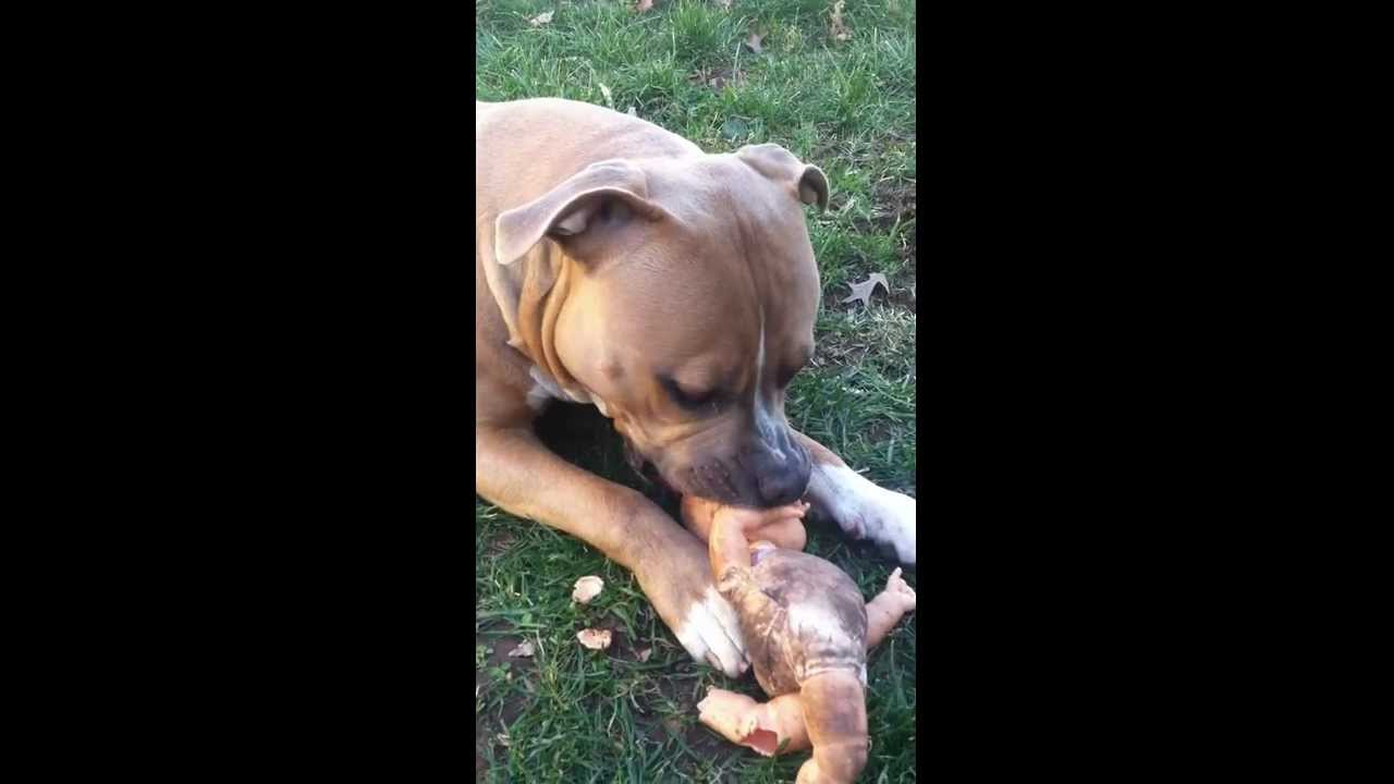 Полтора питбуля ул кирова 8 10 фото PitBull Kills Baby - YouTube