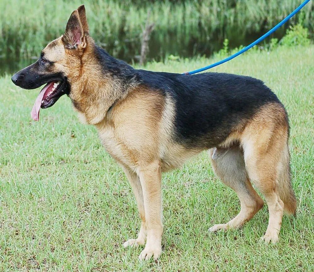 Полу овчарка фото One Year Old German Shepherd on Sale www.baikalcinema.ru