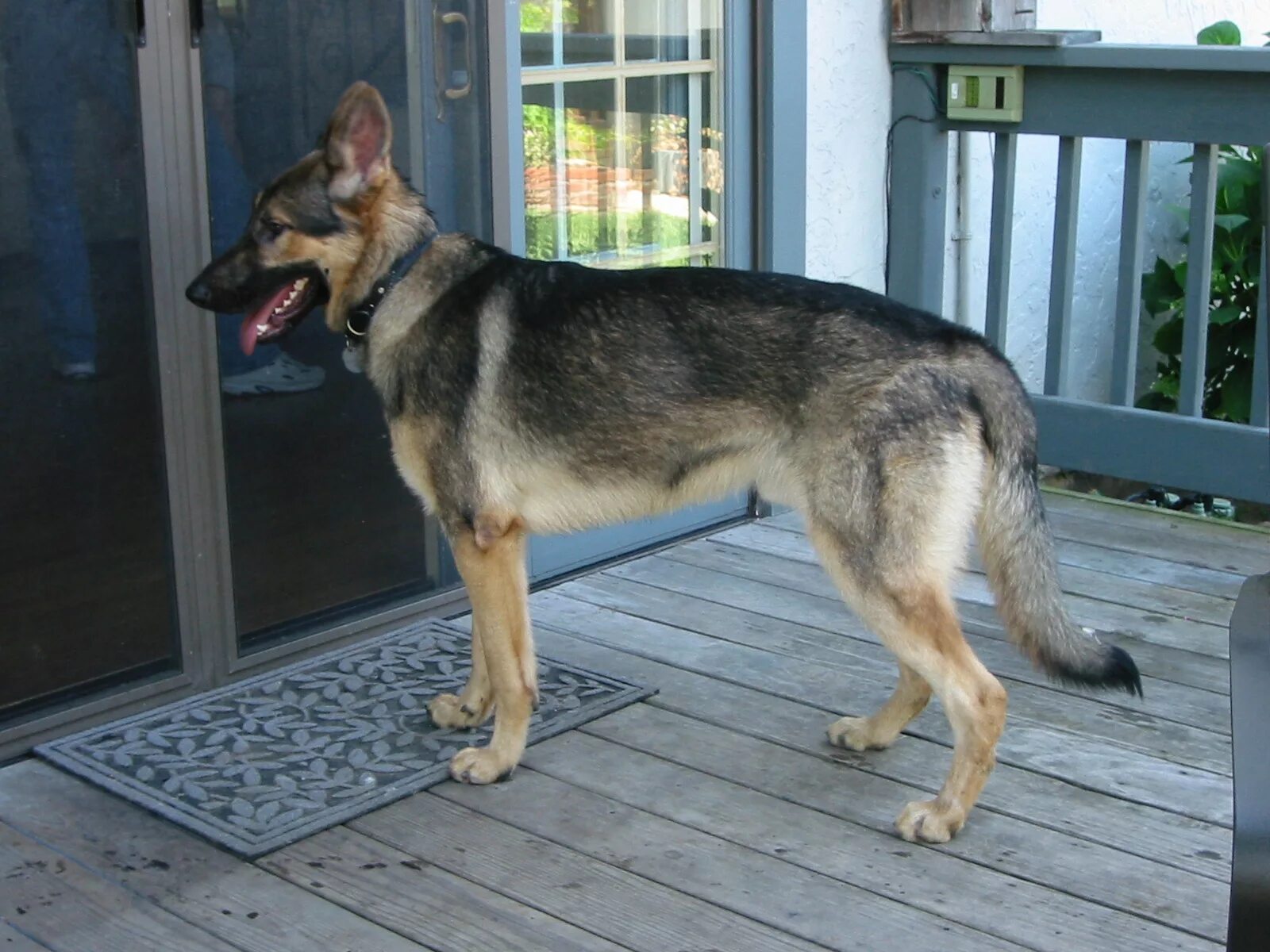 Полу овчарка фото File:German Shepherd Dog standing.jpg - Wikipedia