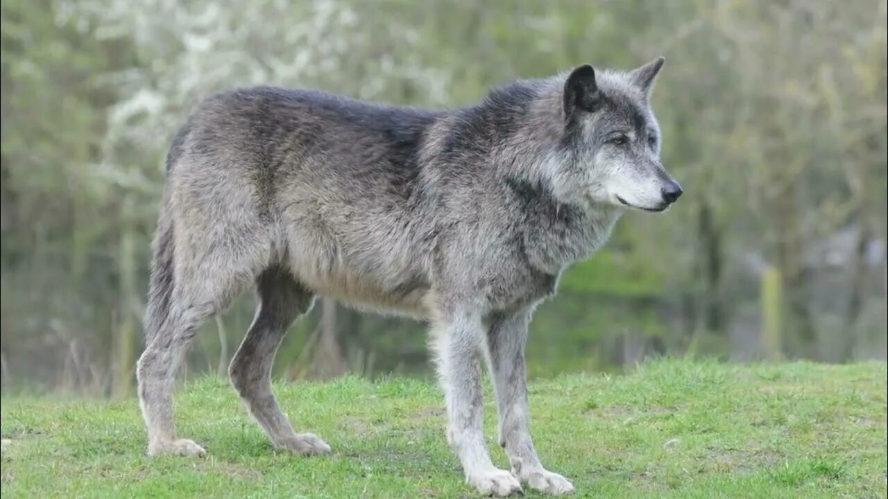 Полу волк фото Mackenzie Wolf How big is the Mackenzie Valley Wolf? How fast is a Mackenzie Val