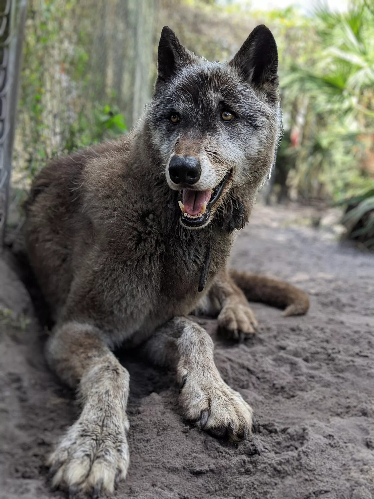 Полу волк фото Shy Wolf Sanctuary and Yuki the Giant Wolfdog Need Your Help!