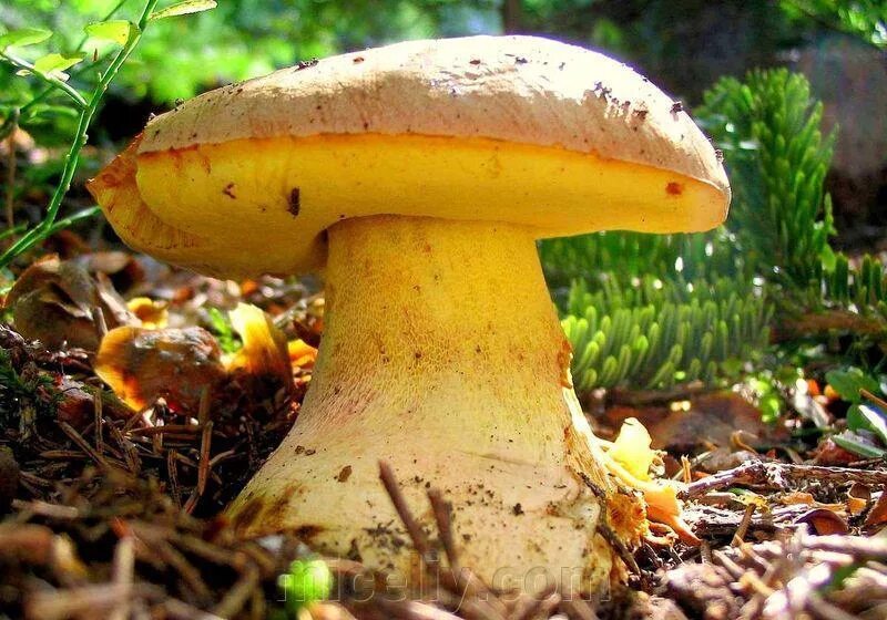 Полубелый гриб фото Міцелій Боровика жовтого, Boletus impolitus 100г., ціна 144 грн в Харкові - Prom