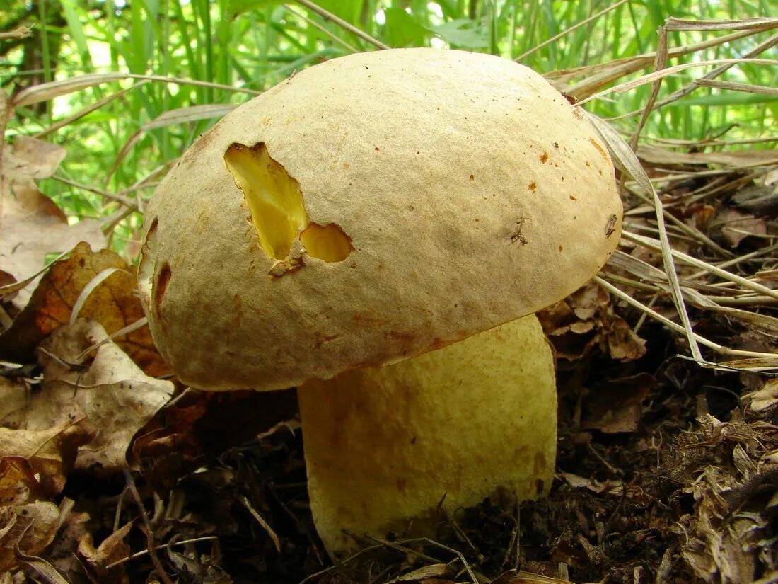 Полубелый гриб фото Полубелый гриб (Boletus impolitus): фото, описание и как его готовить