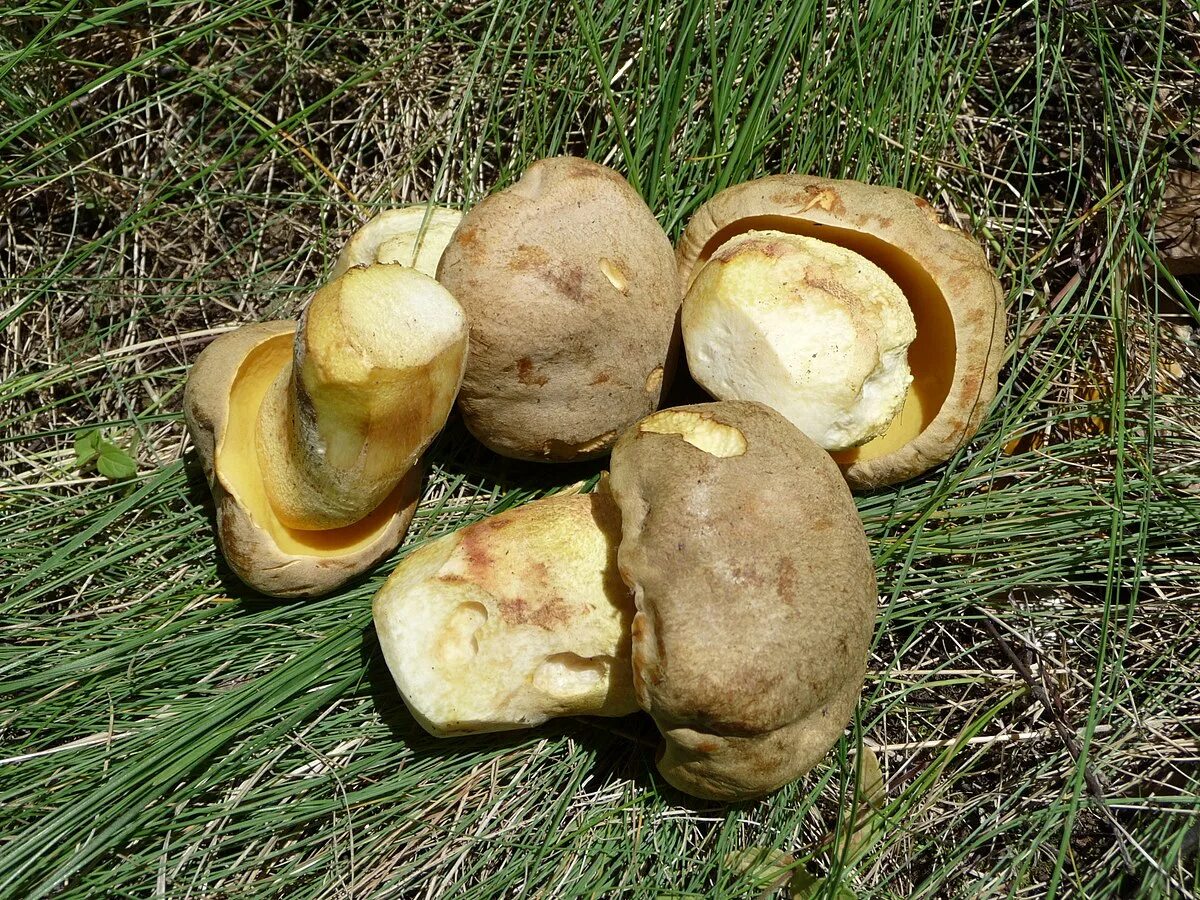 Полубелый гриб фото File:Boletus impolitus 2009 G1.jpg - Wikipedia