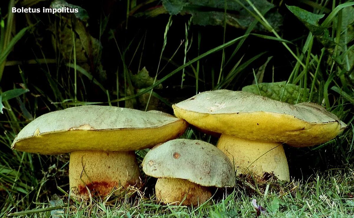 Полубелый гриб описание и фото Boletus impolitus - Wikipedia