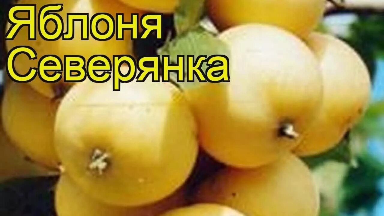 Полукультурка уральское наливное описание фото Яблоня Северянка (Яблоня). Краткий обзор, описание характеристик, где купить саж