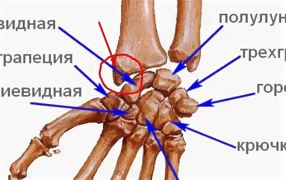 Полулунная кость фото Гитарная школа Антона Опарина - стр. 152 - guitar.talk - Форум гитаристов