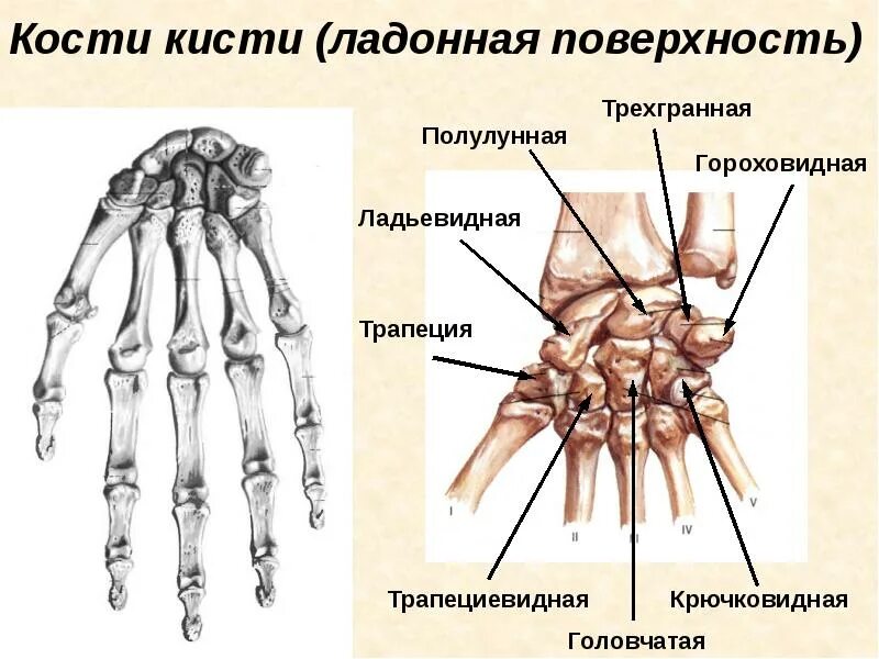 Полулунная кость кисти фото Скелет конечностей